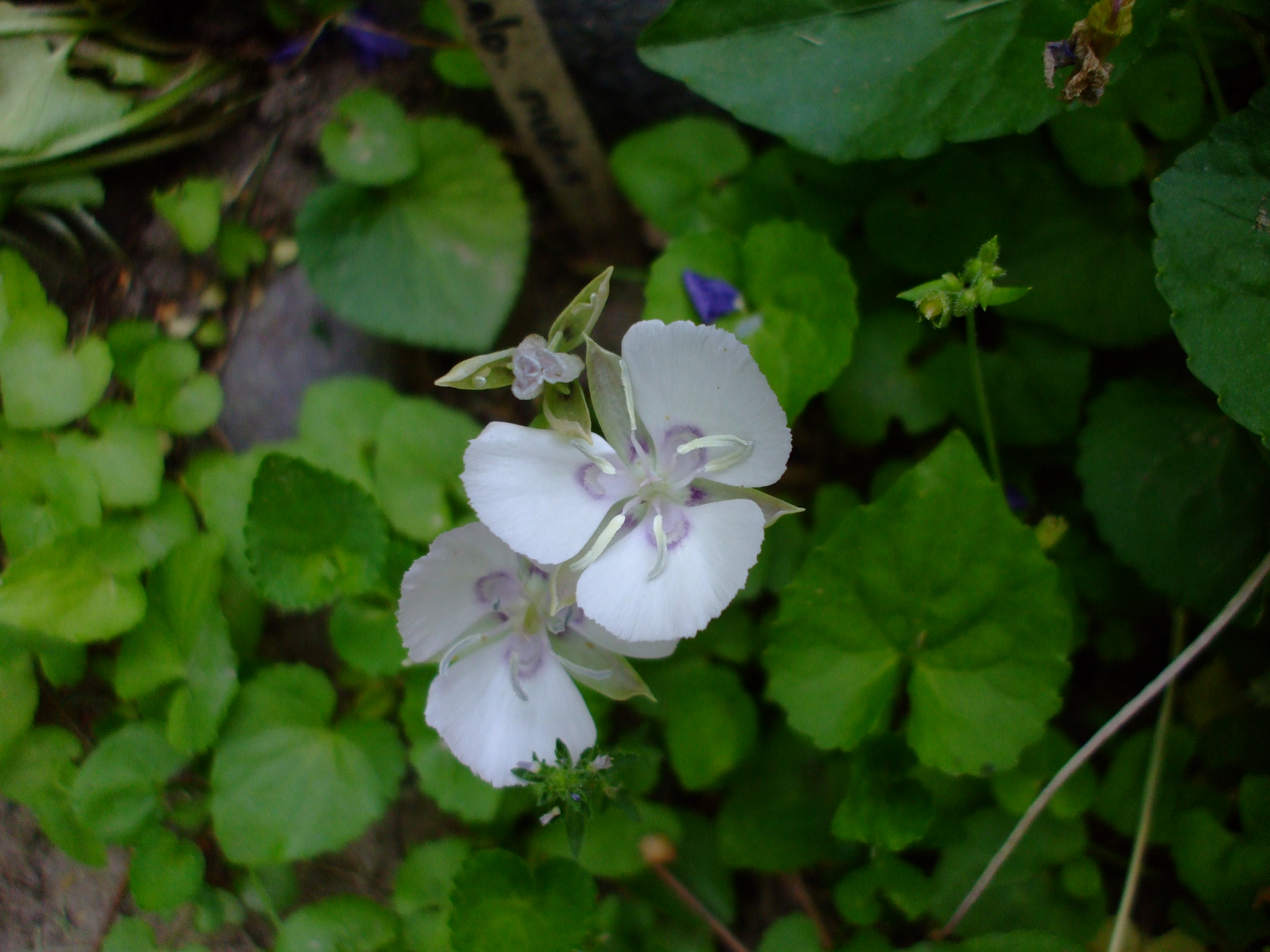 Calochortus nudus